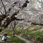 弘前城の桜3