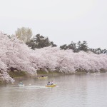 弘前城の桜1