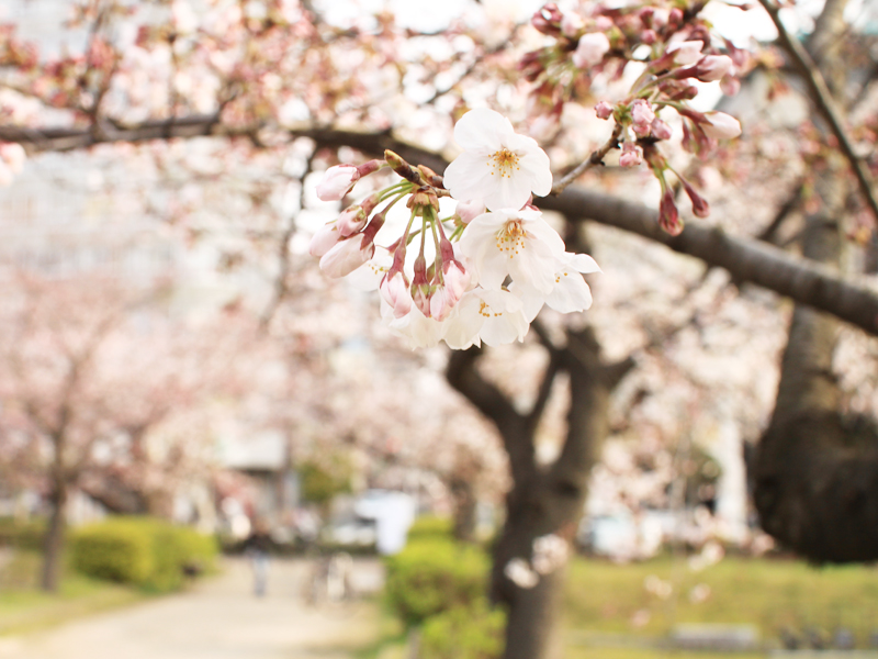 桜