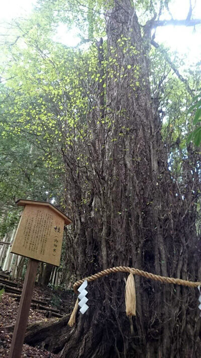 貴船神社のご神木