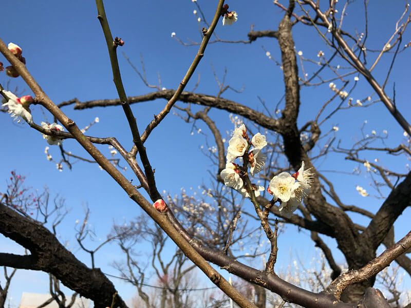 羽根木公園の梅