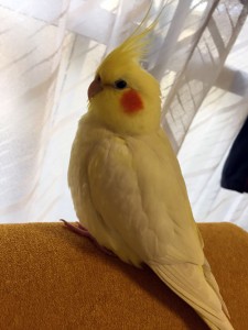 インコのクリム