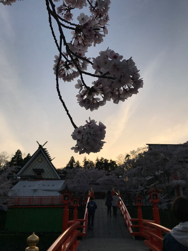 御嶽山　桜