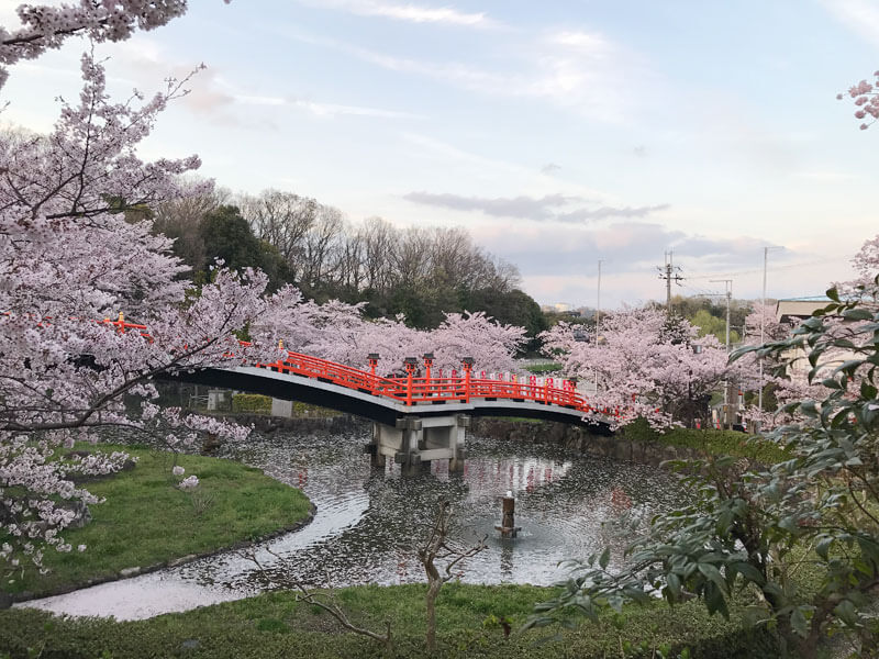 御嶽山　桜