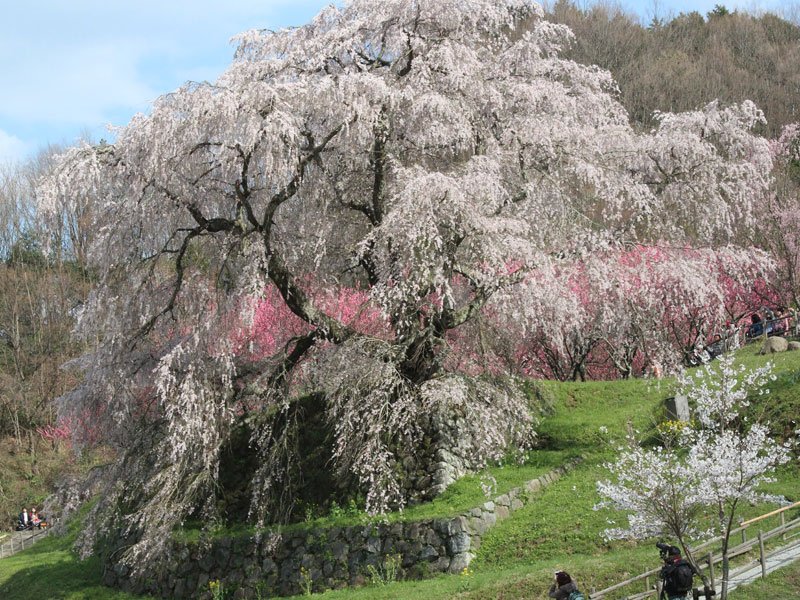 樹齢３００年の又兵衛桜