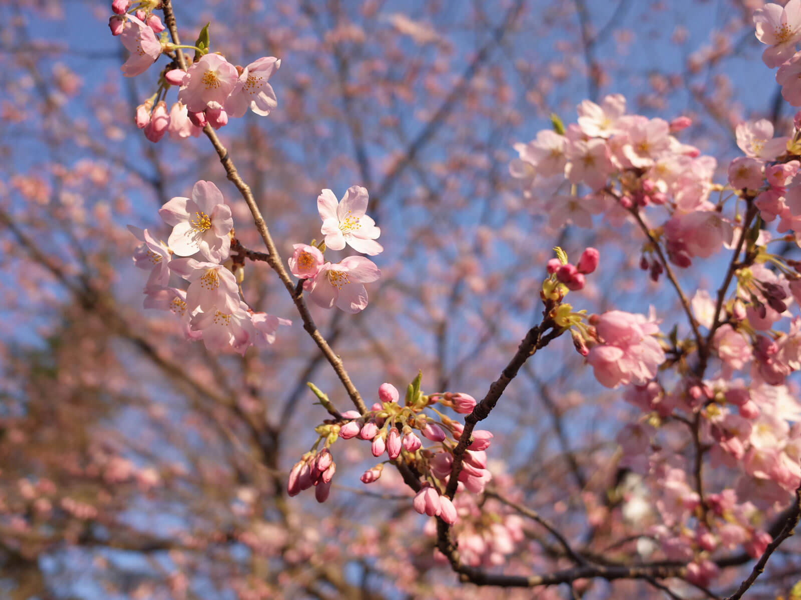 仙台の桜