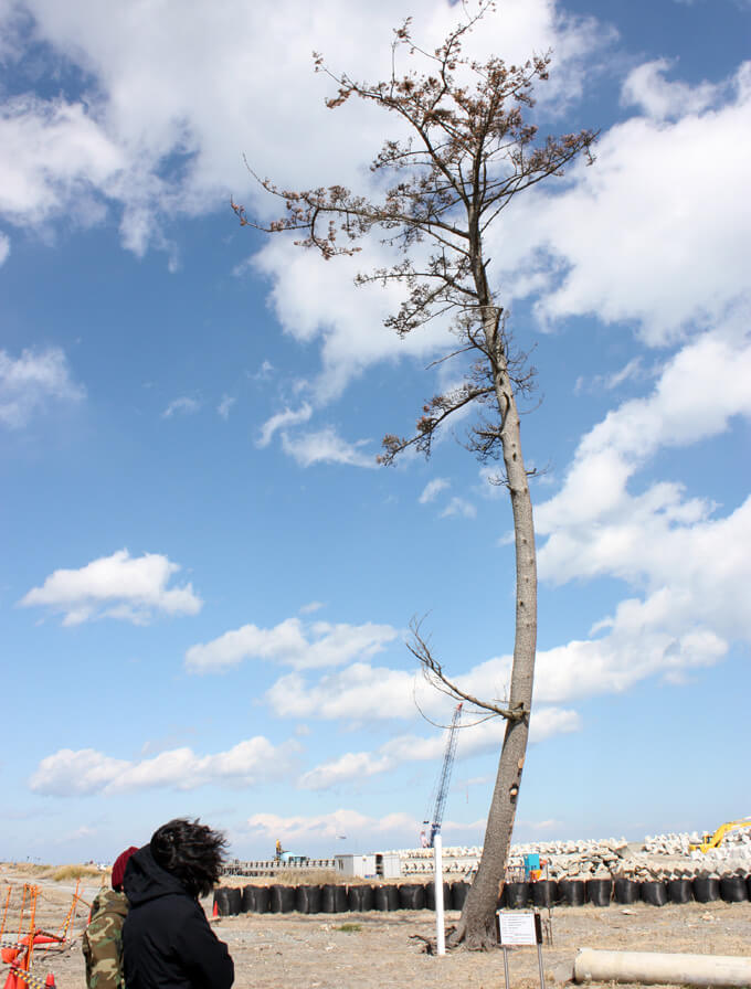 2015年、鹿島の一本松