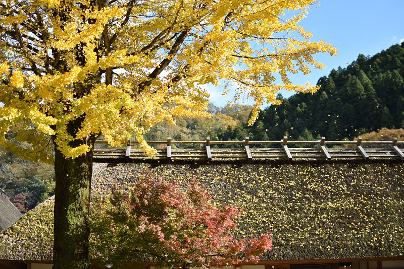 香嵐渓の紅葉