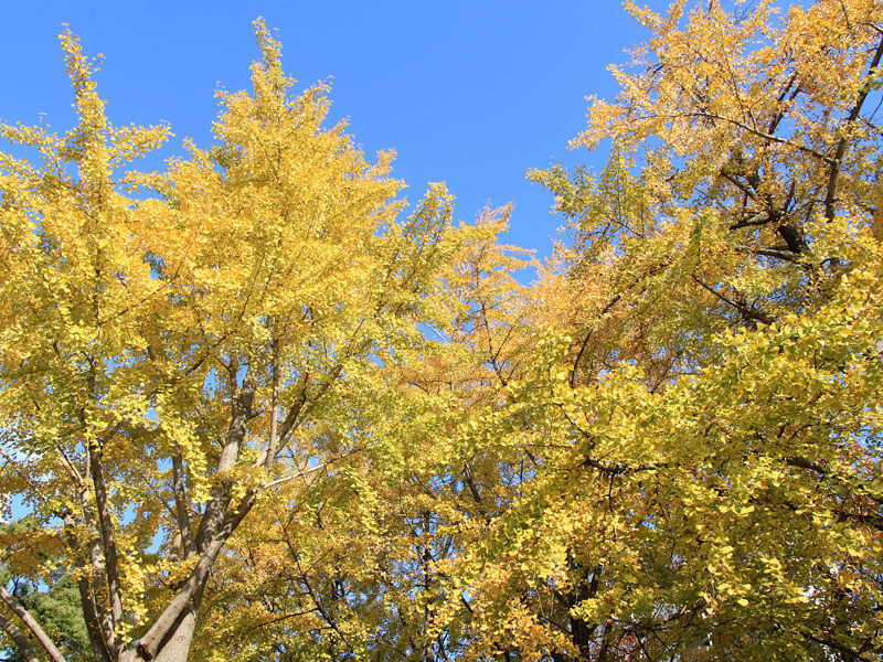 福岡の紅葉