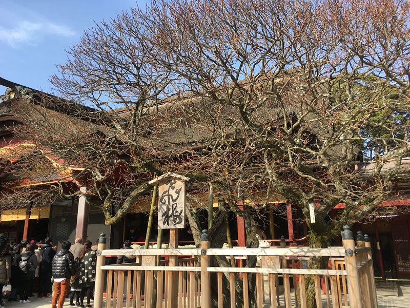 太宰府天満宮の飛梅