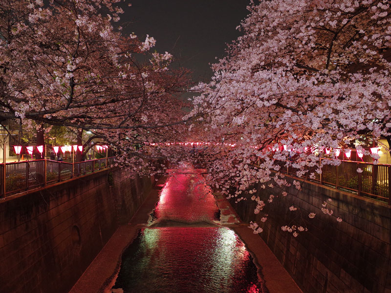 目黒川の桜まつり