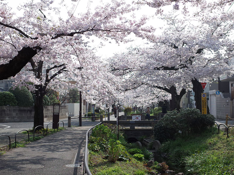 緑道の桜
