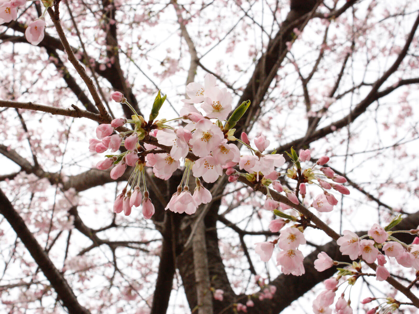 錦町公園の桜