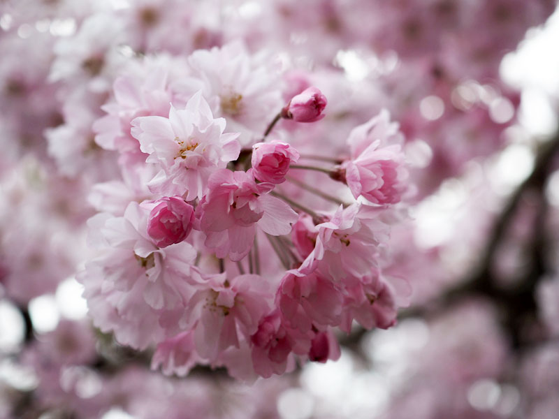 桜の花びら