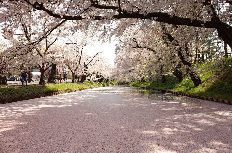 弘前公園の花筏