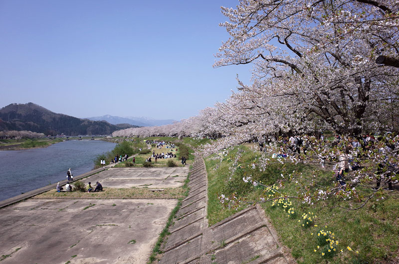 角館の桜