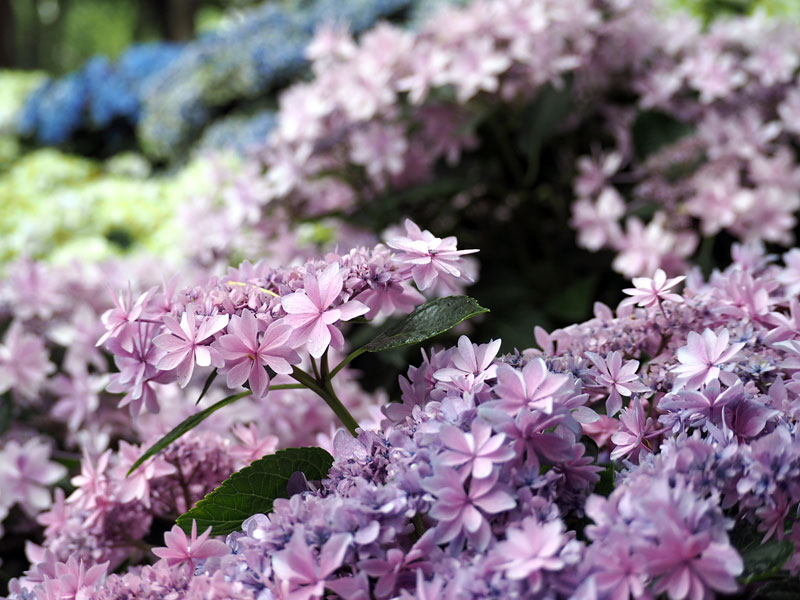 梅雨の紫陽花