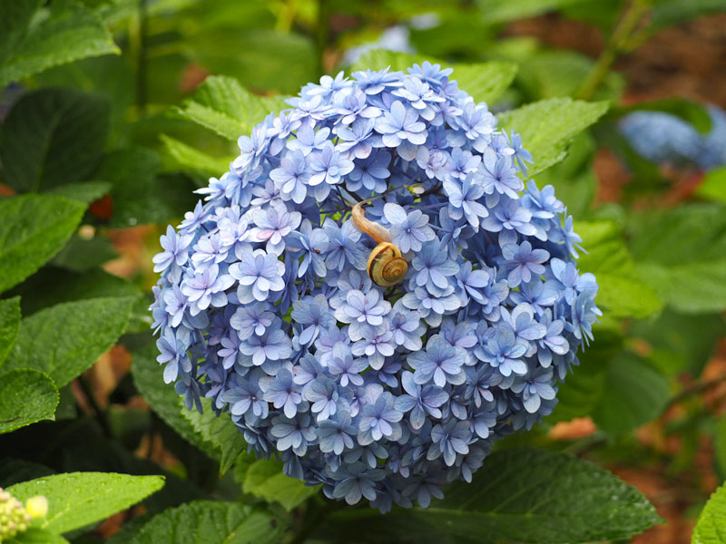 梅雨の紫陽花2