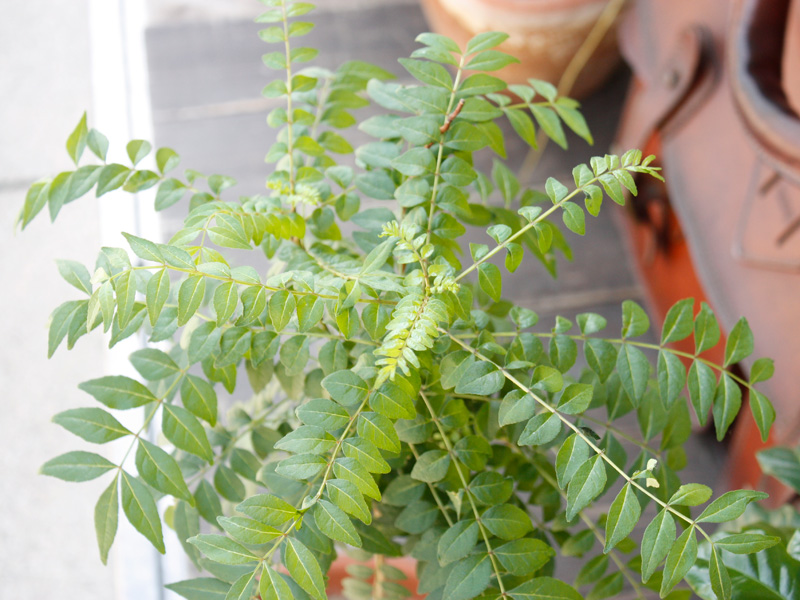 仙台店の軒先の植物たちその1