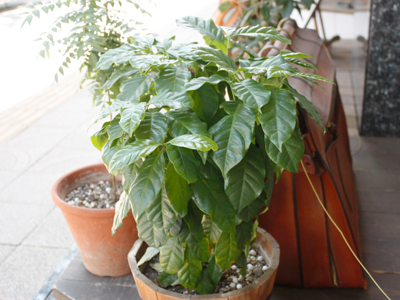 仙台店の軒先の植物たちその2