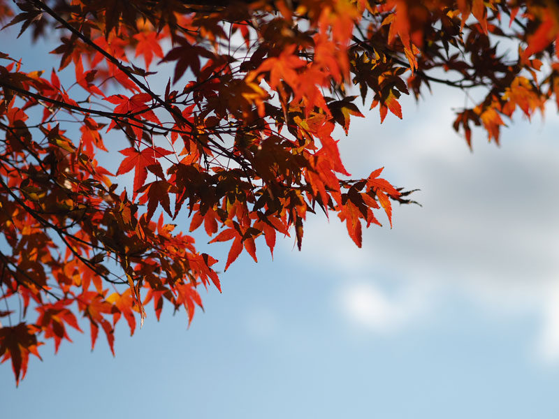 真っ赤に染まった紅葉