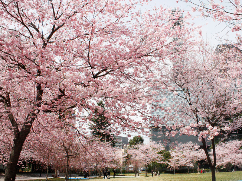 仙台店近くの桜の様子その1