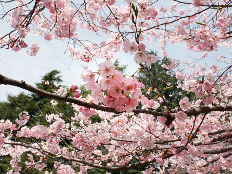 仙台店近くの桜の様子その2