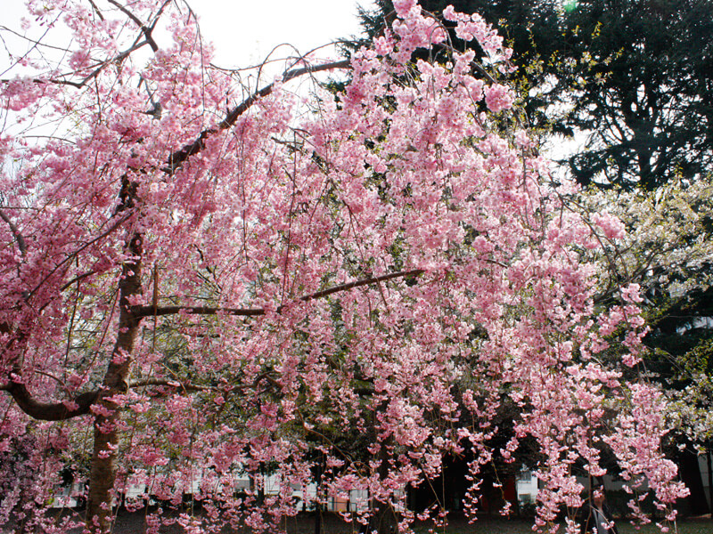 仙台店近く、錦公園の桜その2