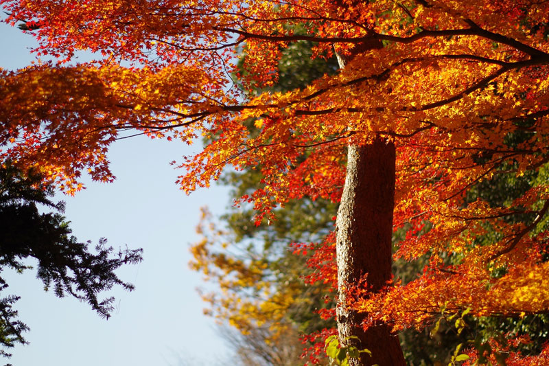 高尾山へ紅葉狩り1