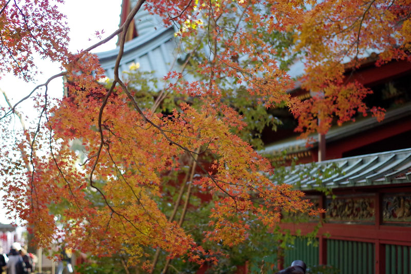 高尾山へ紅葉狩り3