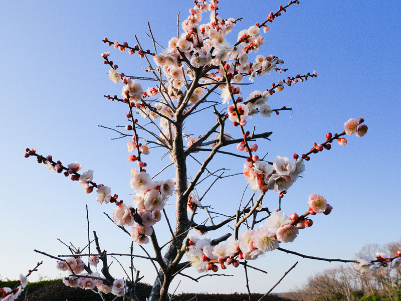 梅の花が咲き誇り、春らしい陽気