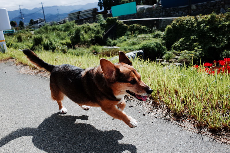 愛犬のプリンちゃん