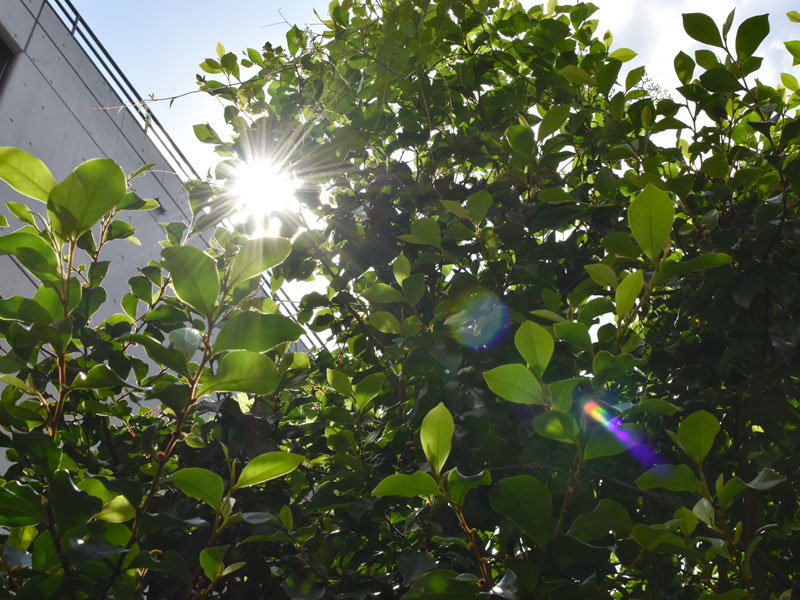 NET工房近くの植木の様子