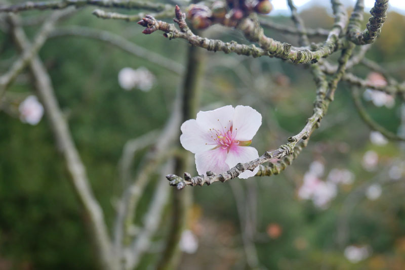 季節外れの桜の花