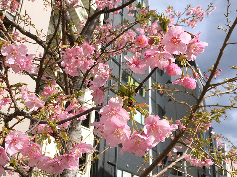 NET工房近くの河津桜