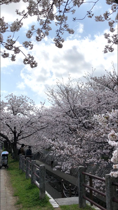 福岡の桜開花