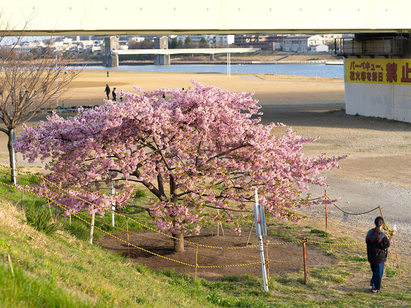 早咲きの桜