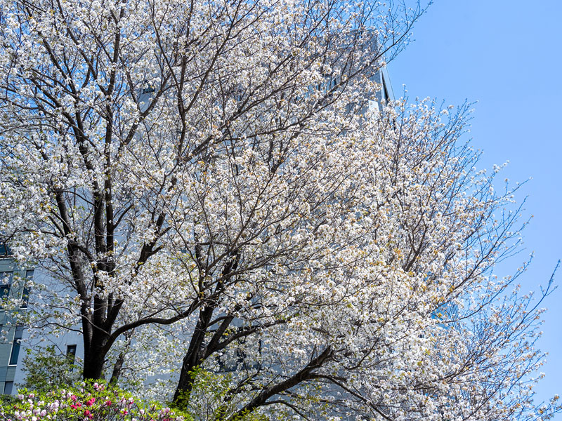 桜満開