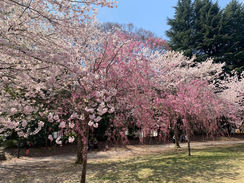 錦町公園の桜