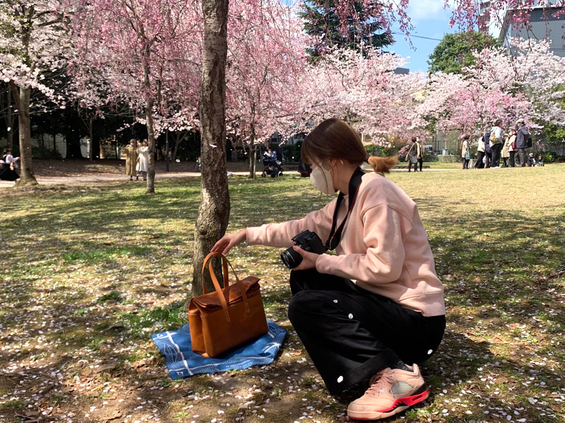 錦町公園の桜-2