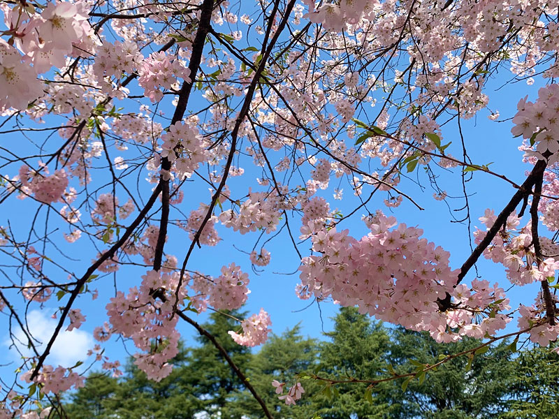 錦町公園の桜-3