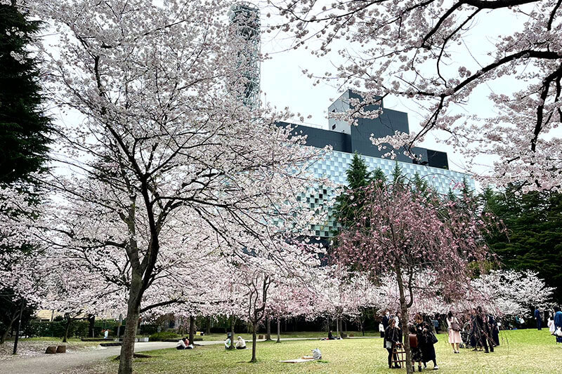 仙台の桜風景