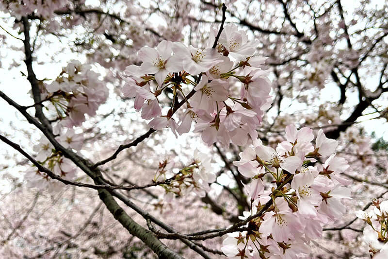 仙台の桜風景2