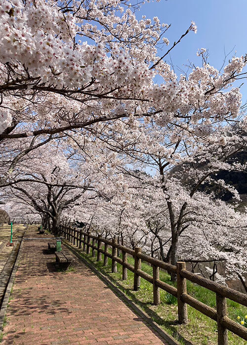 仙台の桜