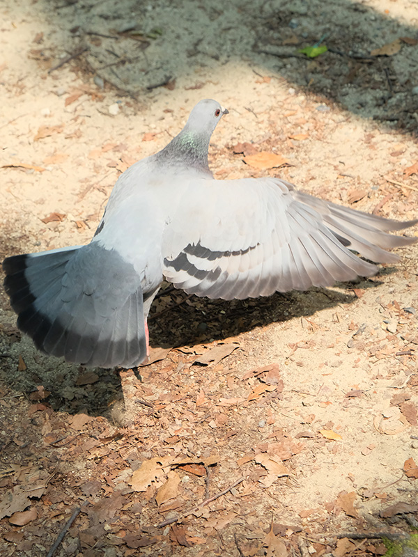 鳩