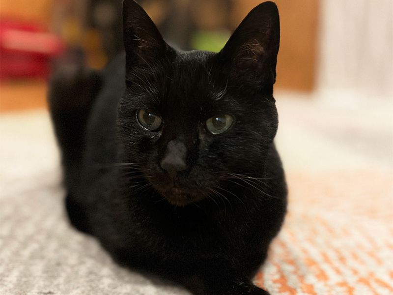 黒猫:「キリ」③