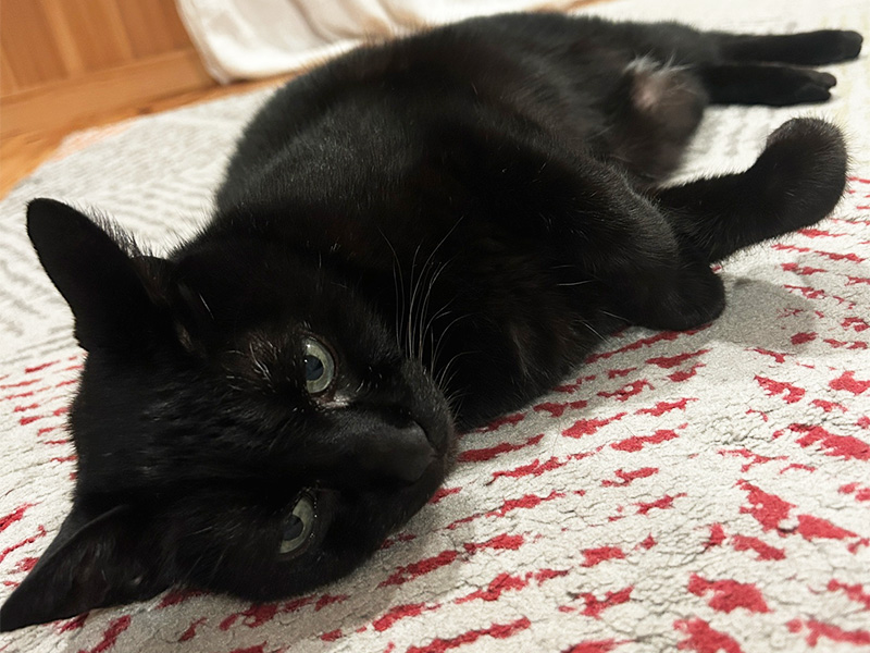 黒猫:「キリ」②